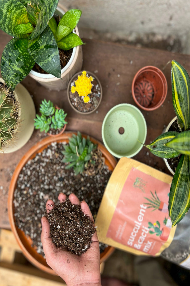 Succulent and Cacti mix