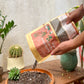 Succulent and Cacti mix