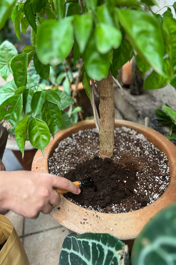 Organic Plant Food
