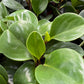 Baby Rubber Plant