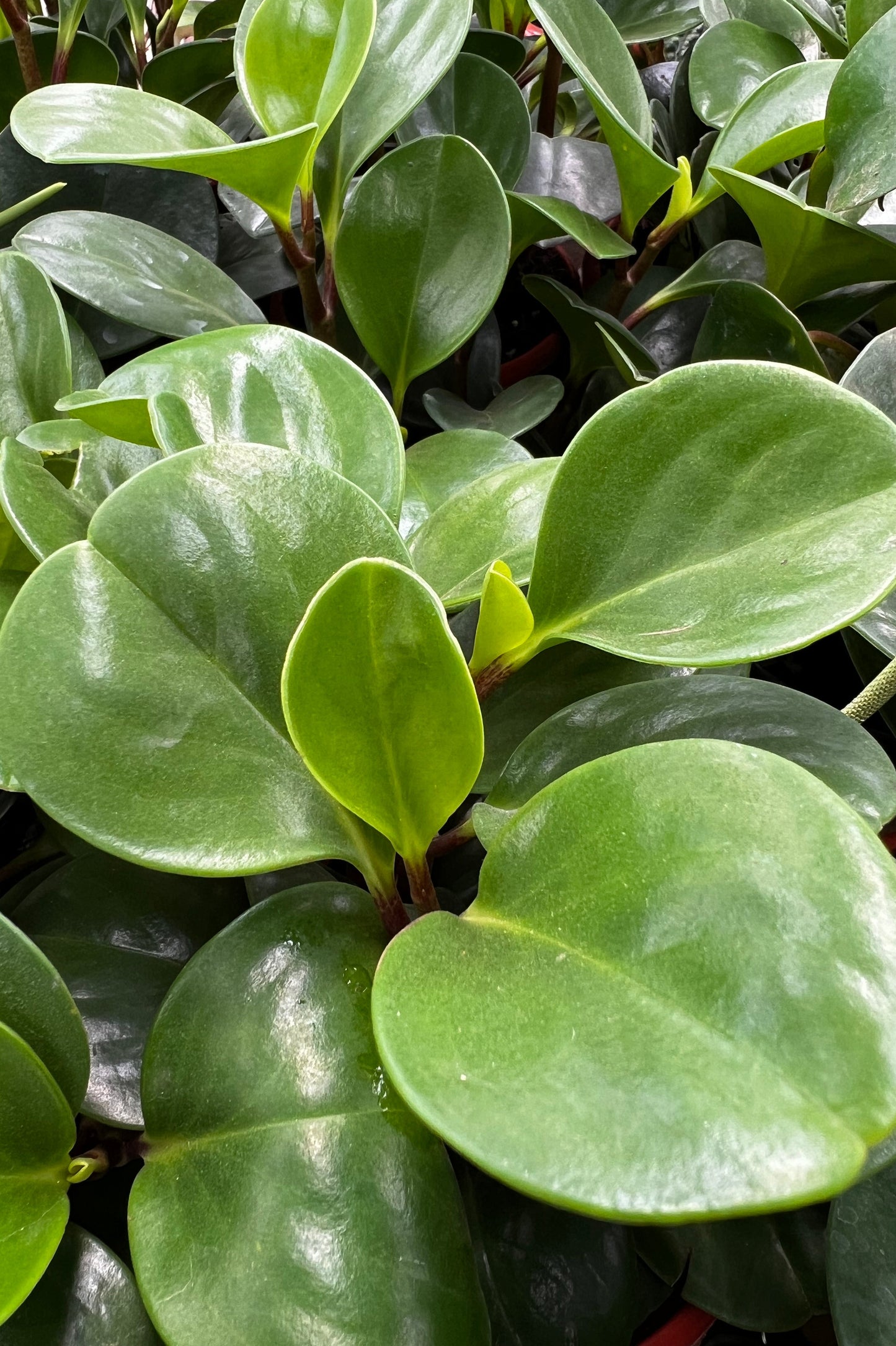 Baby Rubber Plant