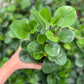 Baby Rubber Plant