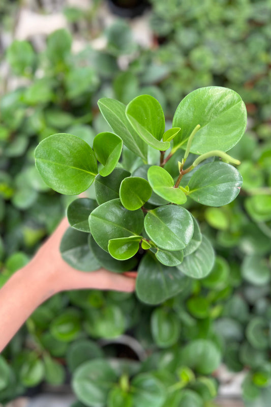Baby Rubber Plant