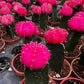 Moon Cactus ( Pink )