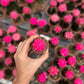 Moon Cactus ( Pink )