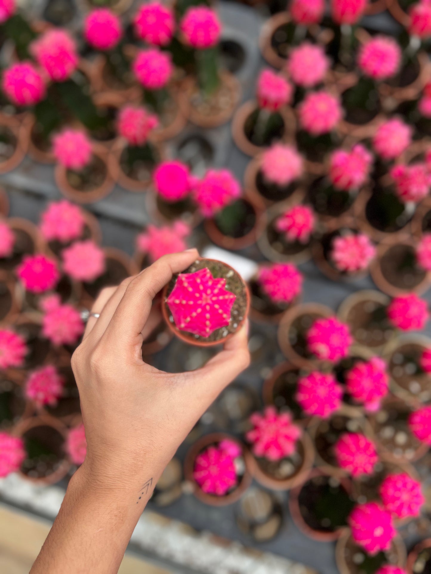 Moon Cactus ( Pink )