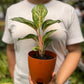 Aglaonema Red Peacock