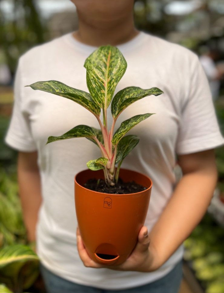 Aglaonema Red Peacock