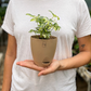 Verigated Schefflera