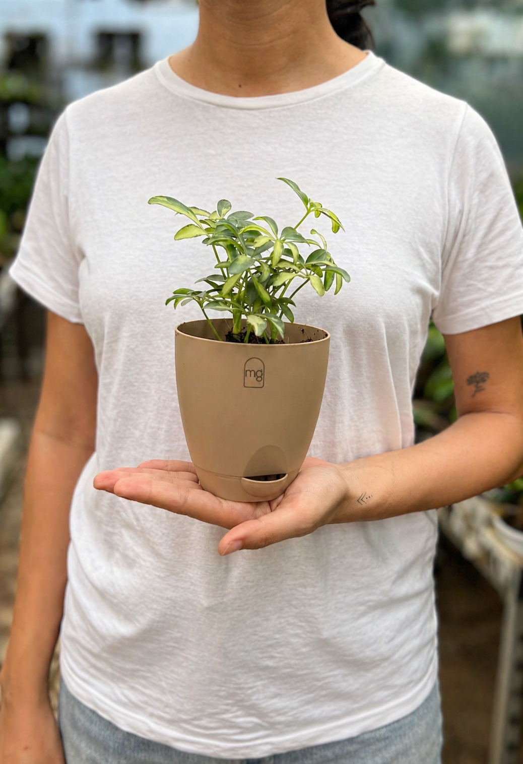 Verigated Schefflera